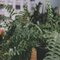 Boston Fern